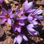 Красные тычинки шафрана